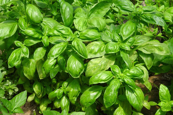 Natural Plant-Derived Compound Reduces Neurotoxicity in Alzheimer’s Brain, Study Says Image_10138-Basil