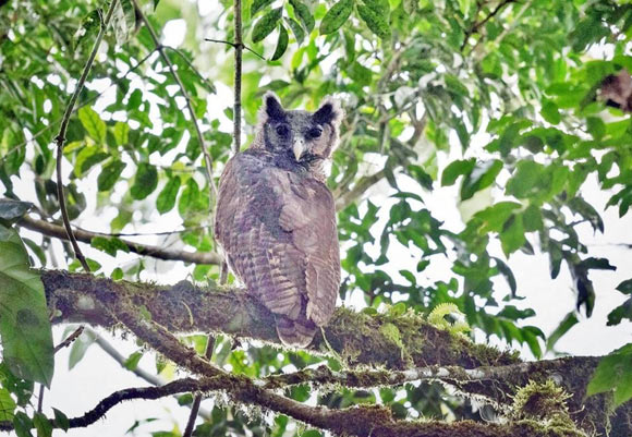 Extremely Rare Shelley’s Eagle Owl Photographed in Wild for First Time Image_10214-Shelleys-Eagle-Owl