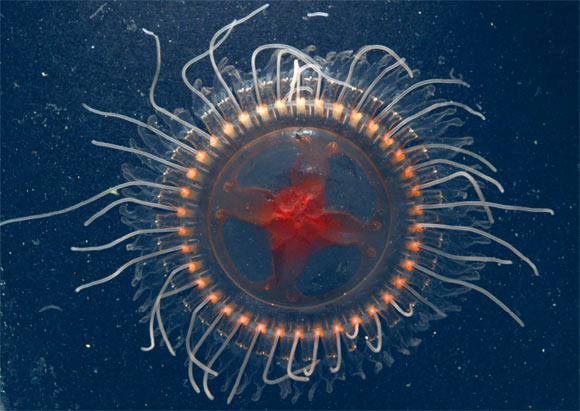 New Species of Deep-Sea Crown Jelly Discovered in Pacific Ocean Image_10728-Atolla-reynoldsi