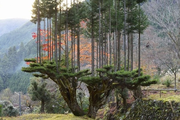 Promenade dans les bois....  - Page 2 82162-5fa3cfc7796f4