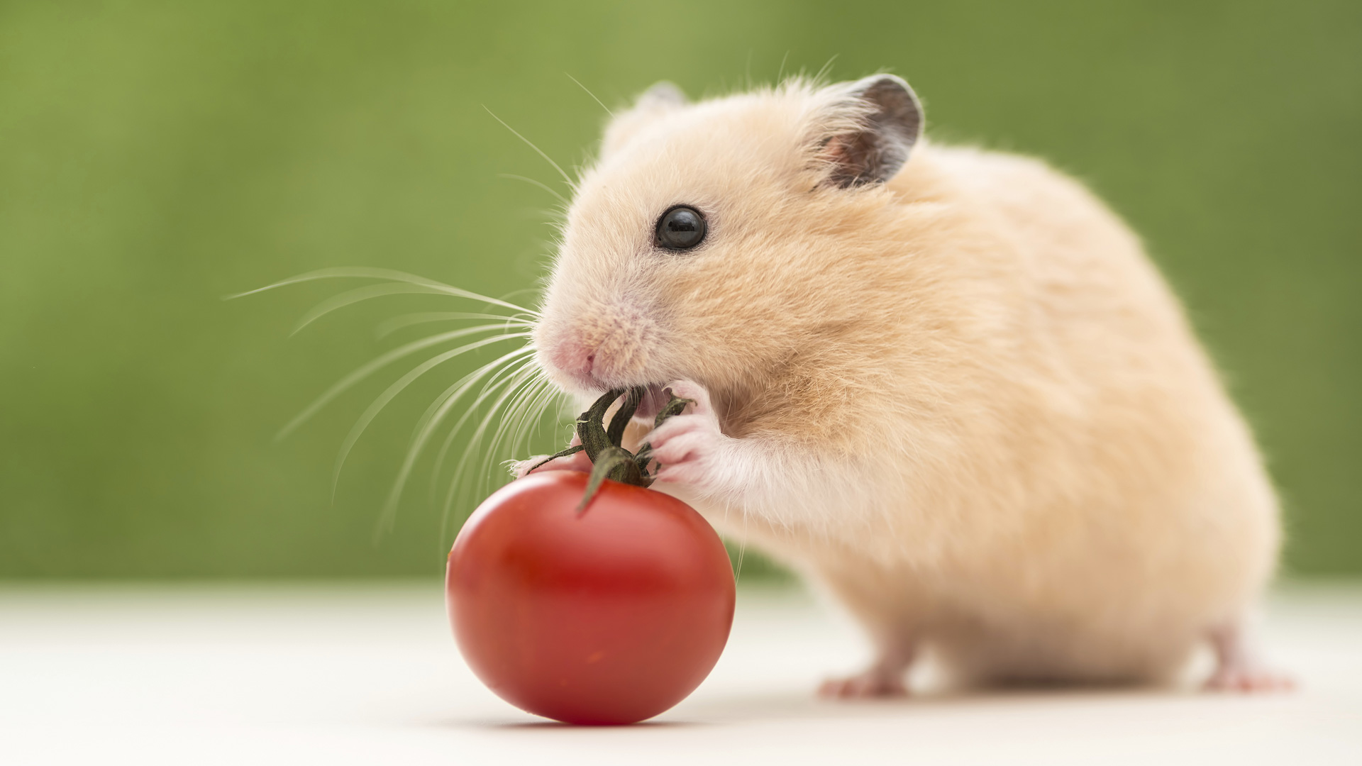 Birthday Thread!!! - Page 9 Hamster-eating-tomato