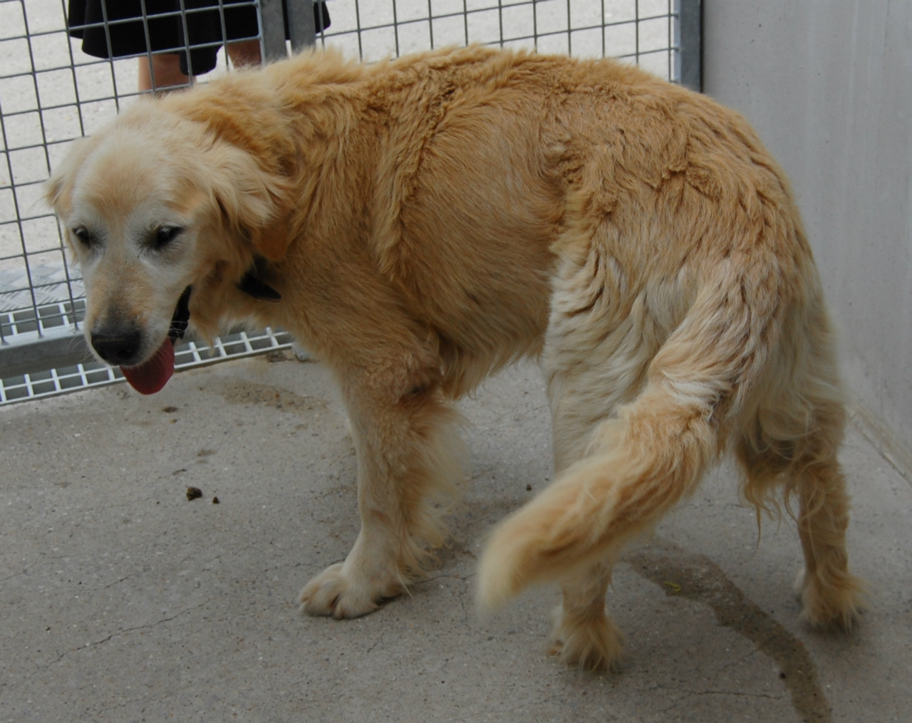 Urgent - TITUS  (PEPERE) - golden retriever 13 ans - Spa de Dunkerque (59) I286541539285233635._szw1280h1280_