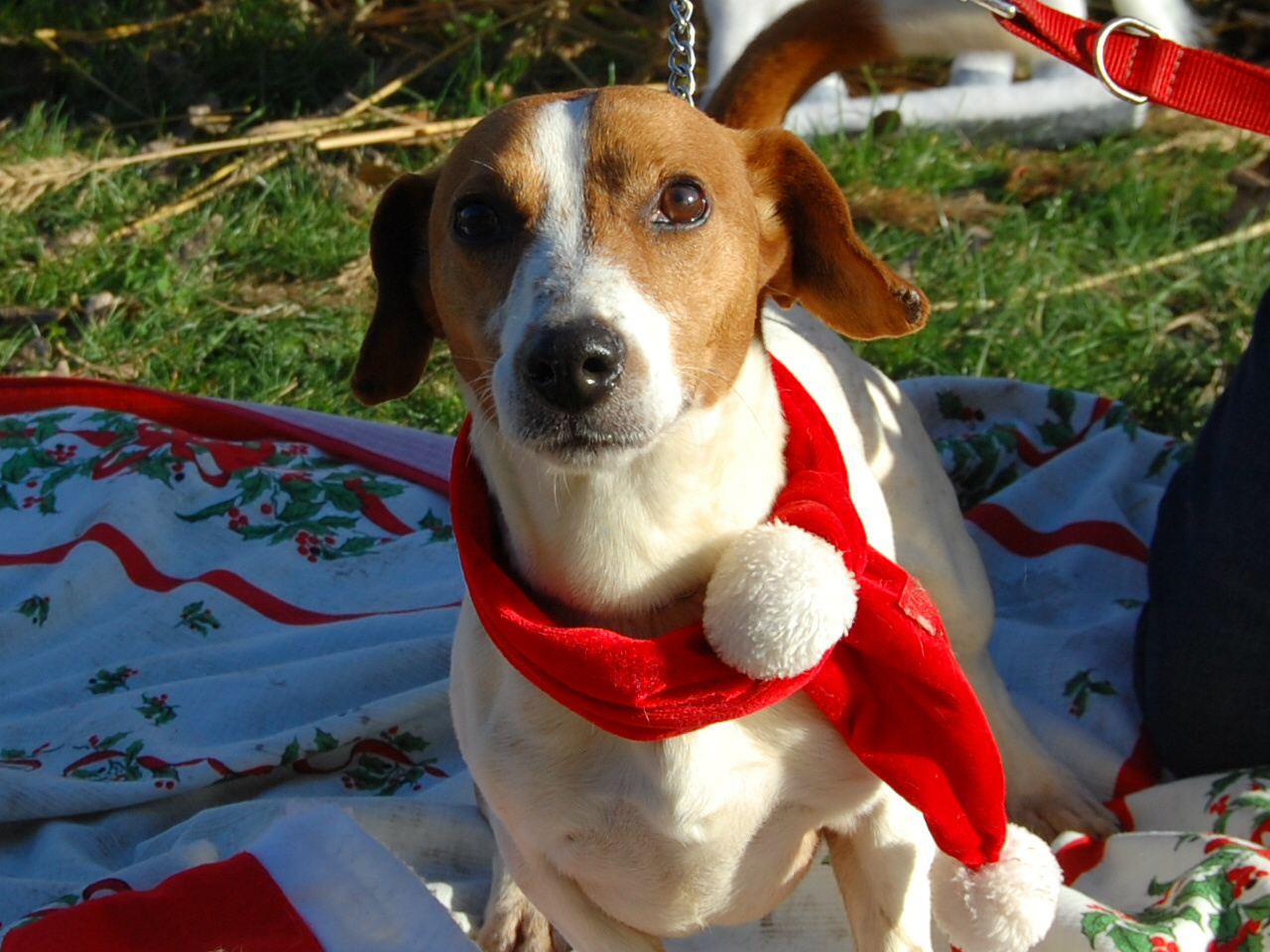 SPIKIE - jack russel 12 ans - Spa de Dunkerque (59) I286541539289626708._szw1280h1280_