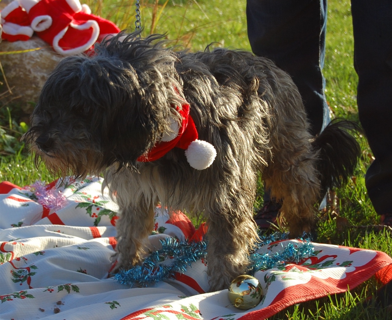 COOKIE - x griffon 8 ans - Spa de Dunkerque (59) I286541539289633306._szw1280h1280_