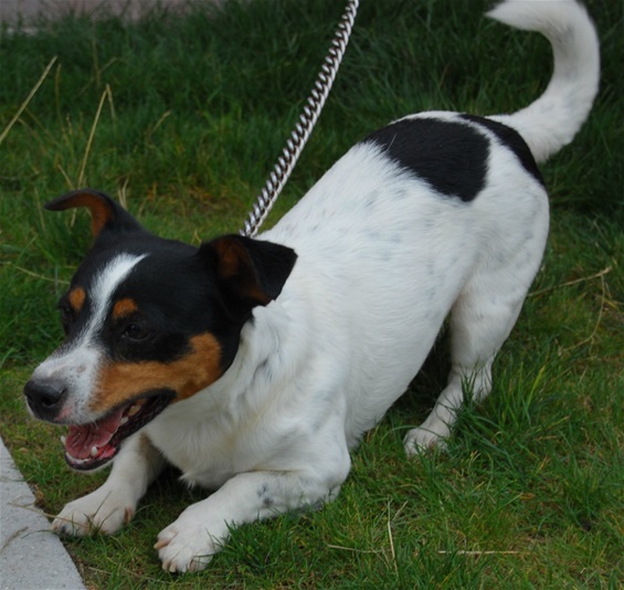 VOLT - x jack russel 5 ans - Spa de Dunkerque (59) I286541539292695947._szw565h2600_