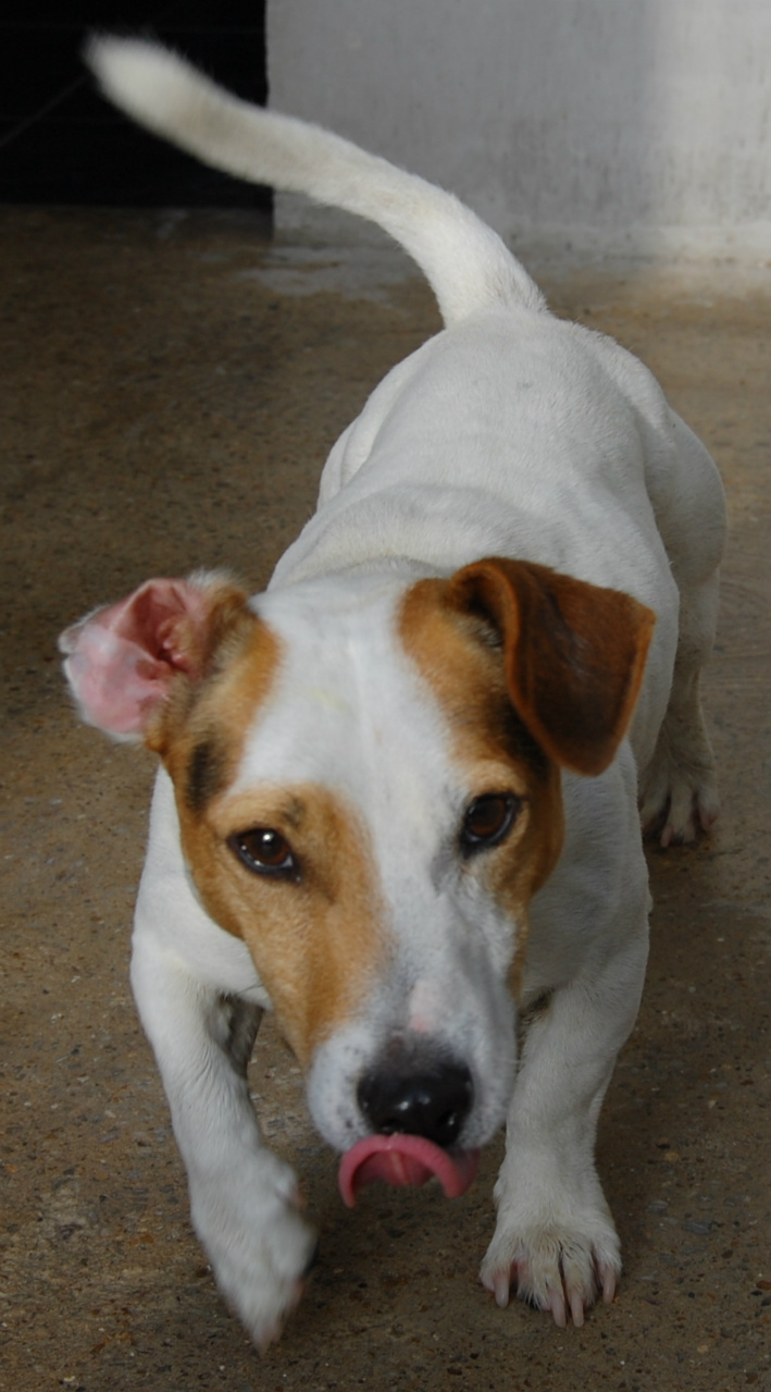 HATCHI - jack russel 4 ans - Spa de Dunkerque (59) I286541539303291570._szw1280h1280_