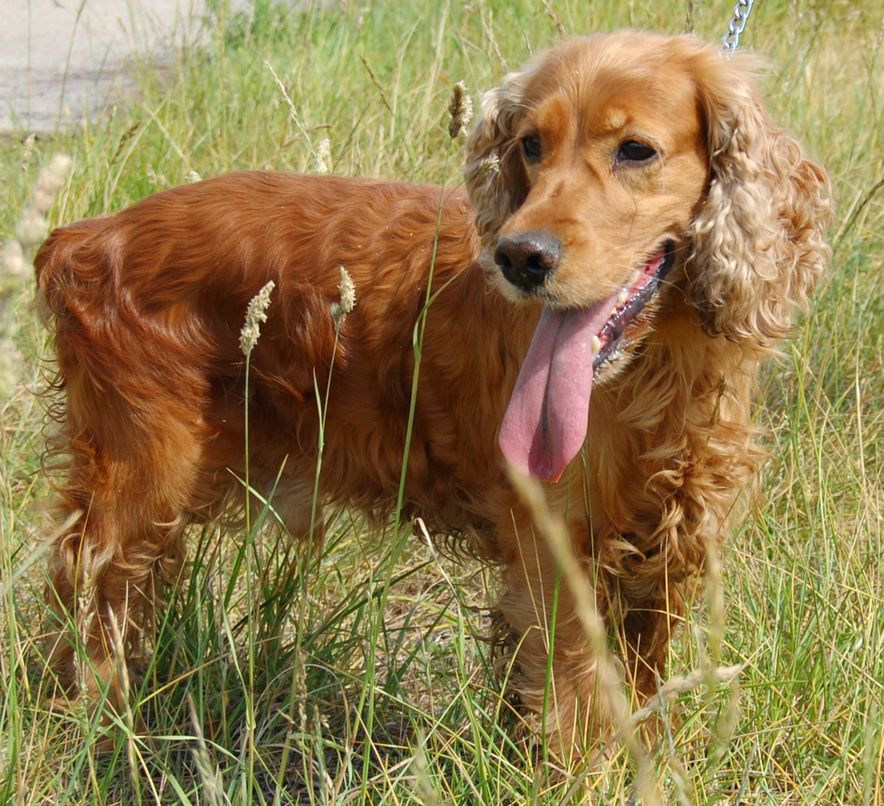 BOUBA - cocker 8 ans - Spa de Dunkerque (59) I286541539311759937._szw1280h1280_