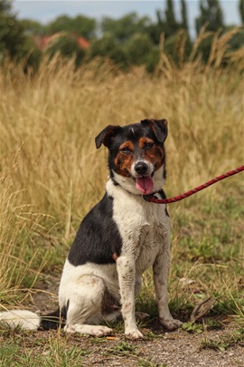 FLYNN RIDER - jack russel 8 ans  (5 ans de refuge)   - Spa de Dunkerque (59) I286541539347478063._szw270h3500_