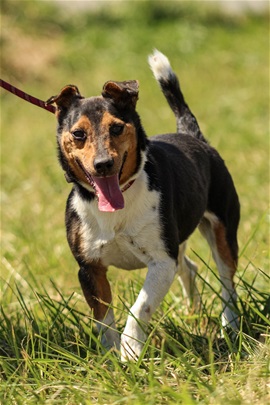 JALOUX - jack russel  9 ans  (7 ans de refuge)  - Spa de Dunkerque (59) I286541539347478087._szw270h3500_