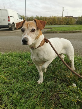 GEISKA - jack russel 9 ans - Spa de Dunkerque (59) I286541539351378589._szw270h3500_