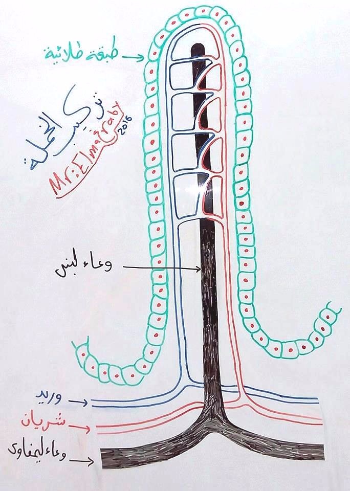 بعض الرسومات الهامة للصف الثاني الثانوي I287104489247982951._szw1280h1280_