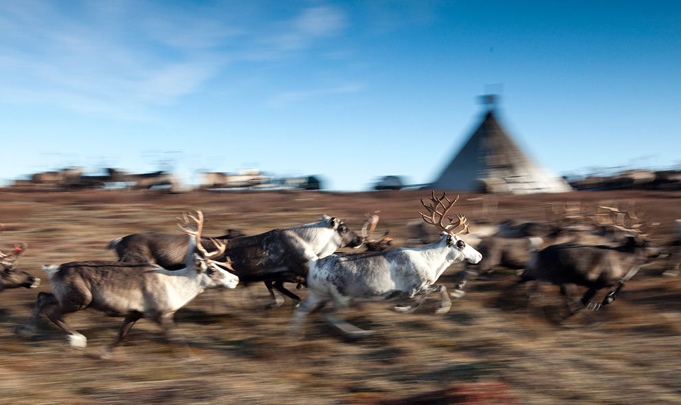 [The Picture] Tìm Hiểu về Cuộc Sống Của Người NeNets. S_n01_nets5856