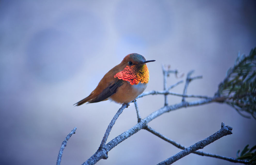 Cuộc thi ảnh của National Geographic năm 2011 S_n36_1402011-