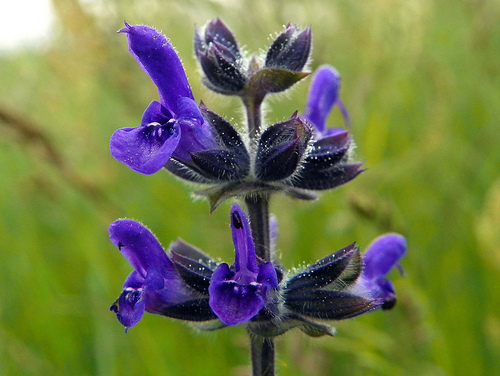 The Salvia Cult – When Herbs Induce a Spiritual Experience Salvia-in-bloom