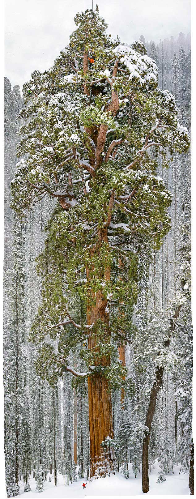      Un gigantesco árbol de 3200 años que no había sido capturado en una sola imagen  714