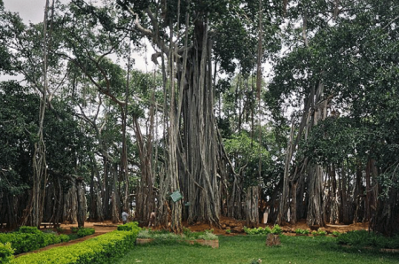 V.I.T. ஆன (மரங்கள்) அதிசயம். Big-Banyan-Tree-Bangalore-450x298