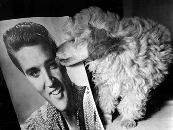 ELVIS ONLY!! - Page 8 3d01efb50ff617a3de8298f32897_grande