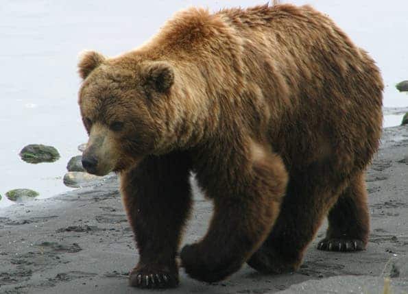 -Predator List- Grizzly-bear