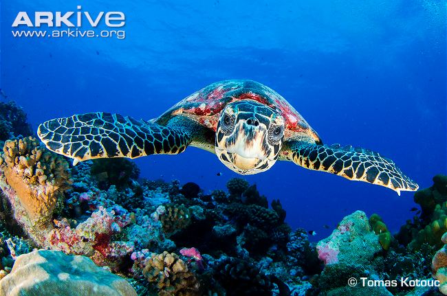 РЕПТИЛИ - Page 2 Hawksbill-turtle-swimming-over-coral-reef