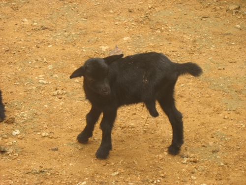 La de tres patas......tema dedicado a la tripode Burba! Cabrito_con_tres_patas_186577_t0