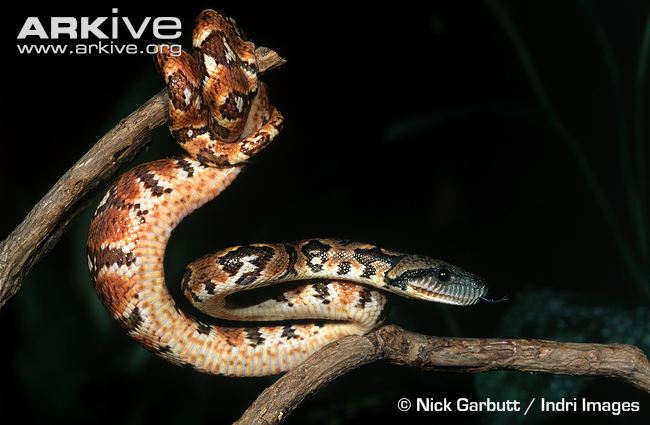 РЕПТИЛИ - Page 13 Juvenile-Madagascar-tree-boa-on-branch