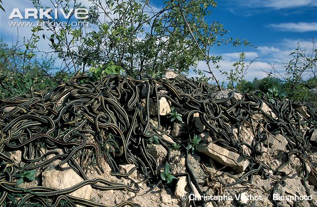 Renseignements divers - Page 2 Red-sided-garter-snake-mating-mass