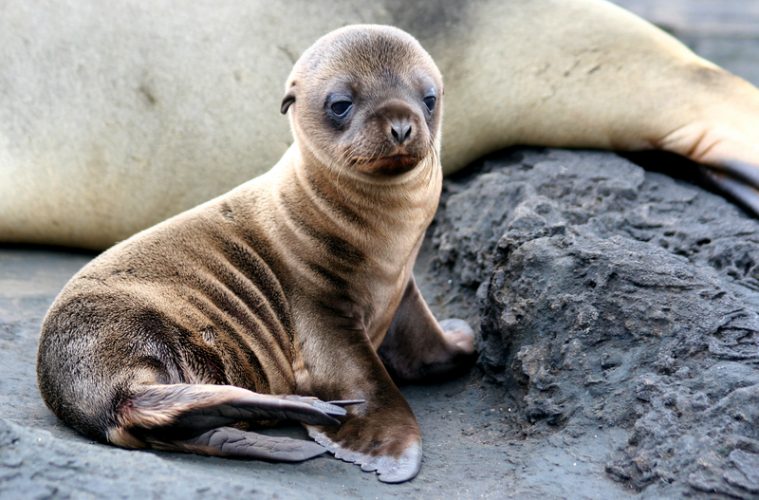 Animal Success Stories Prove Why We Need To Protect The Endangered Species Act Sea-lion-759x500