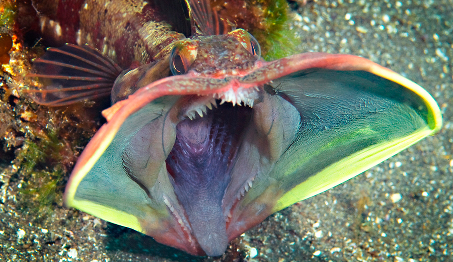Criaturas del mundo submarino que parecen salidas de una pesadilla Sarcastic-fringehead-lede