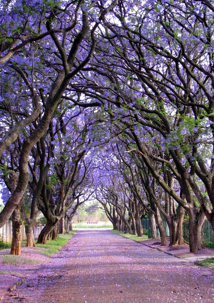 16 De Los Más Magníficos Árboles Del Mundo Amazing-trees-9