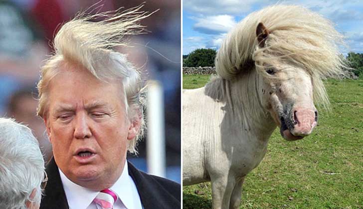 Trump Donald-trump-pony