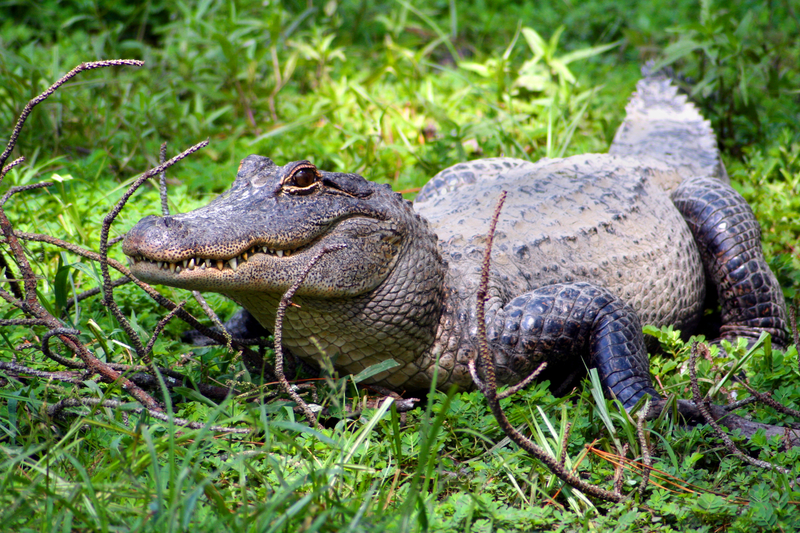 Animal Success Stories Prove Why We Need To Protect The Endangered Species Act Alligator