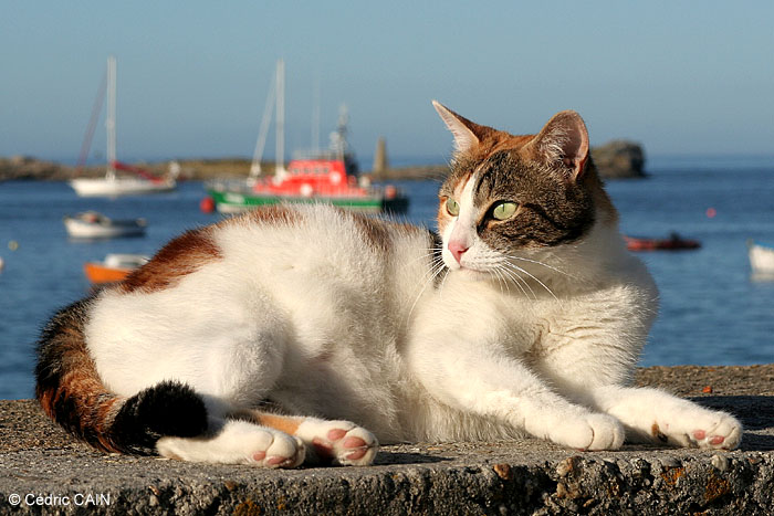 Plusieurs Coeurs en Un Chat%20sein