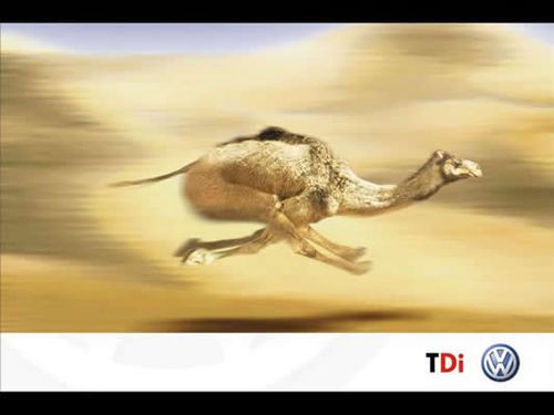 تعالو جوفو اسرع جمل في العالم Camel