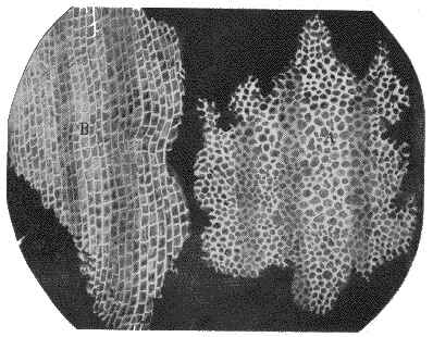 La dcouverte des cellules par Robert Hooke Cells