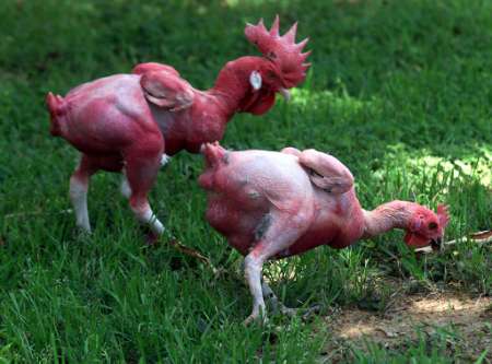       (    ) Featherless