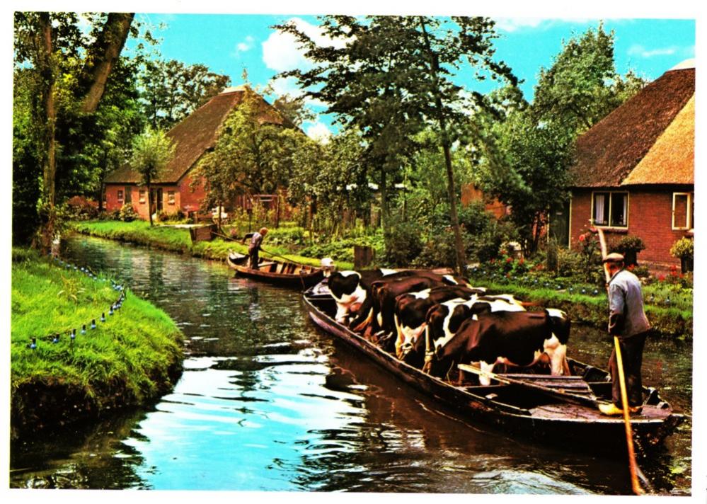 قرية بدون شوارع Giethoorn%20cows%20in%20boot