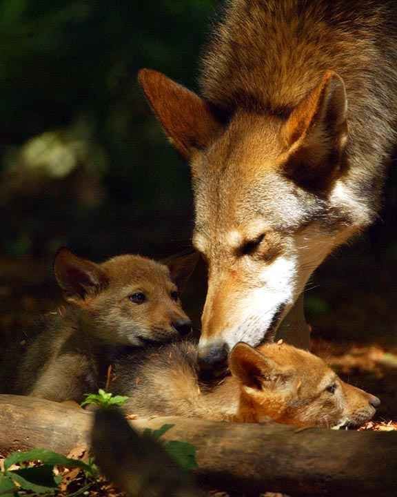 Les Animaux à observer en Automne  + autres  à venir??? F9dfe8ab