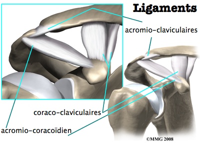 Diastasis acromio-claviculaire / Sub-luxation acromio-claviculaire Ac-anatomie-2