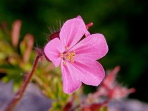 fleurs - LES FLEURS VOUS PARLENT + autres à venir..... Q1d6iuty