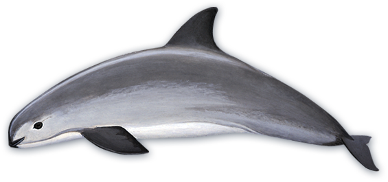 New 2016 Yowies USA series now available! - Page 4 VaquitaPorpoise