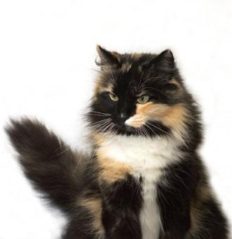 Kits for Storm x Dapple 63487-330x340-Longhair_calico