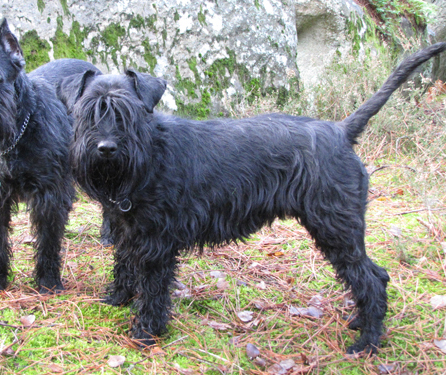 Chienne agilitiste Schnauzer moyen (91) Adop13