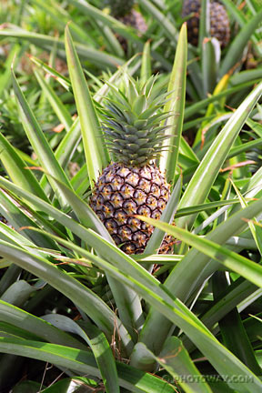 Jeu de l'image Ananas_photo