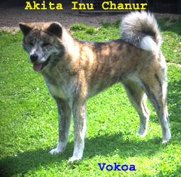 Photos de mes Akita Inu VokoaAkitaChanur062005c%20copier