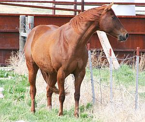 Horses................................ Mysty1