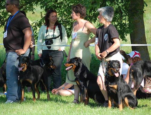 Tout arrive : NE Beauceron 2008 BastetNE_sanna5