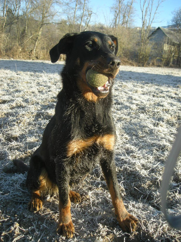 problème d'eau pour mon chien... Bastet_baballe_givre