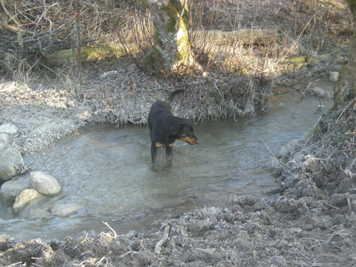 problème d'eau pour mon chien... Bastet_riviere