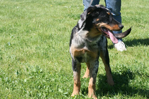 Jeunes Beaucerons LOF Donner jeunes-beaucerons-lof-donner