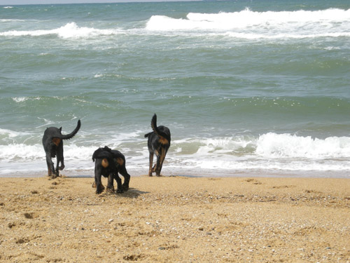 Vacances  l'ocan Ocean1